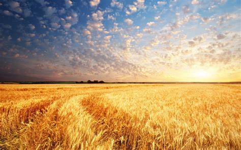 Campos de Castilla. Pandemia III